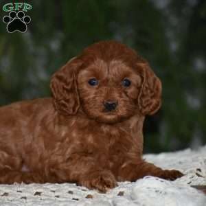 Macy, Cavapoo Puppy